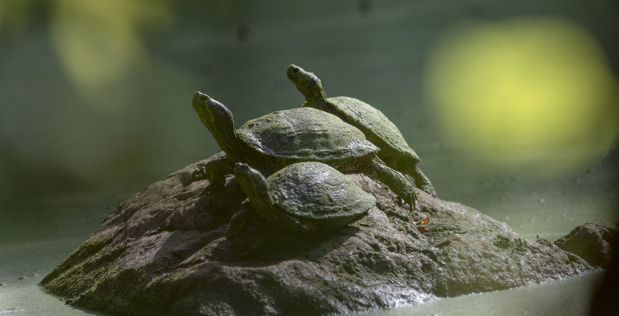 3 Turtles